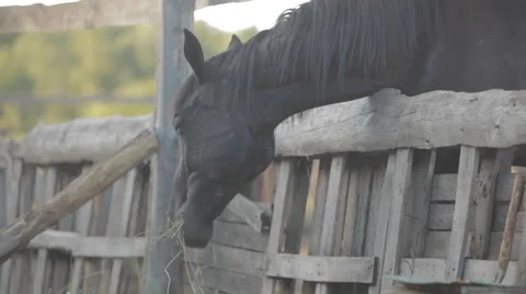 Horse eating on stable Stock Footage 52805774