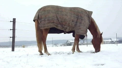 Horse eating by winter time Video stock 679461