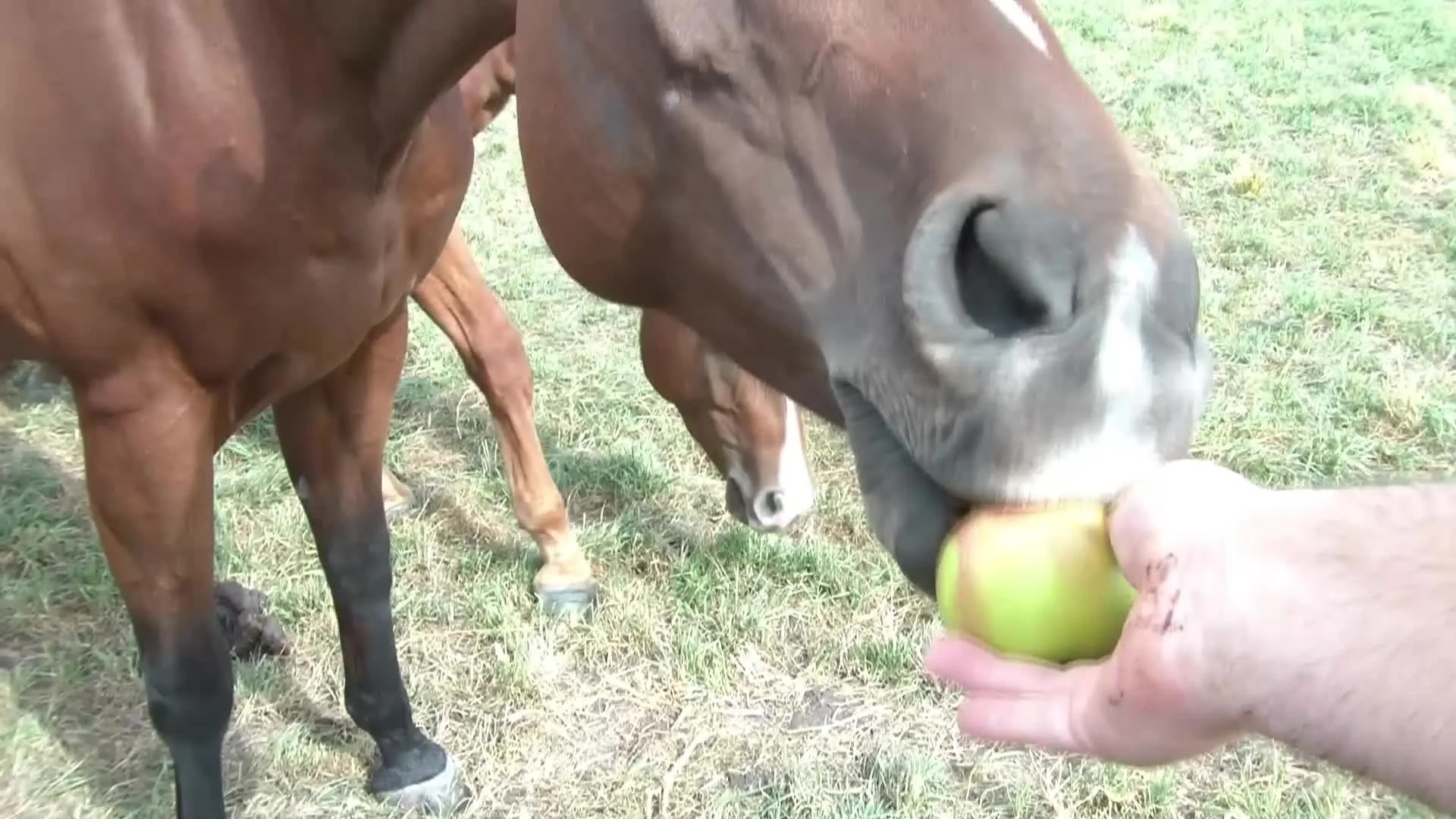horse eating apple gif
