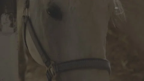 Horse Eats. Close-up. Shot in 4K / V-Log Video stock 132797488