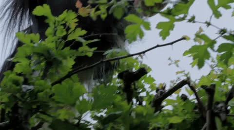 Horse eats even more Oak Leaves Stock Footage 24844161
