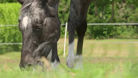 The horse eats on the farm Stock Footage 275825416