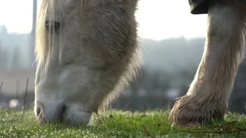 Horse eats feed, White horse eats grass on wet grass at sunset Stock Footage 234832315