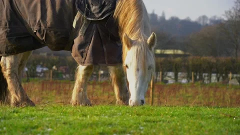 Horse eats feed, White horse eats grass on wet grass at sunset Stock Footage 234832357