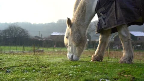Horse eats feed, White horse eats grass on wet grass at sunset Stock Footage 234832383