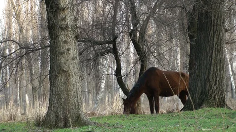 The horse eats the first grass Vídeo Stock 128550273