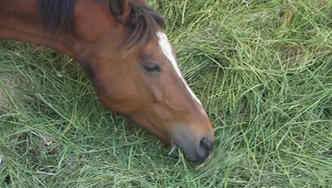 A horse eats Vídeos de archivo 8658755
