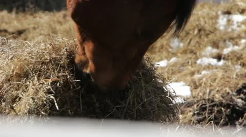Horse Eats 스톡 동영상 10806376