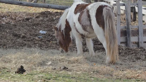 Horse that eats Stock Footage 105578468