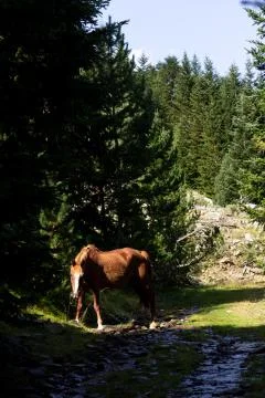 Horse Eats at the Forest Stock Photos