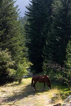 Horse Eats at the Forest Stock Photos