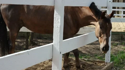 Horse eats fresh grass Stock Footage 67946284