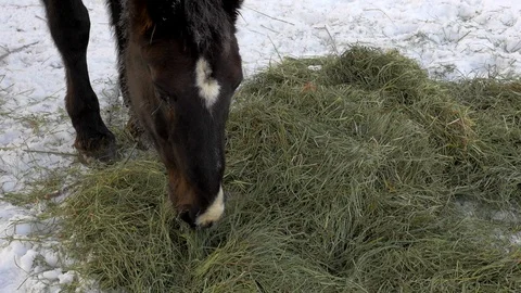 A horse eats fresh hay in an old, rural fenced farm coral on a cold morning. Stock Footage 100641829