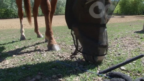 Horse eats grass and hay Stock Footage 76123189