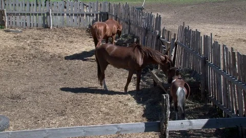 Horse eats grass and hay Stock Footage 76124792