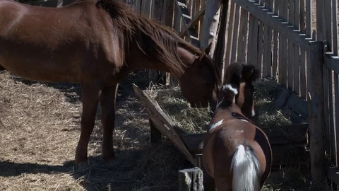 Horse eats grass and hay Stock Footage 76124977