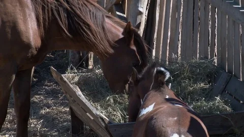 Horse eats grass and hay Stock Footage 76125292