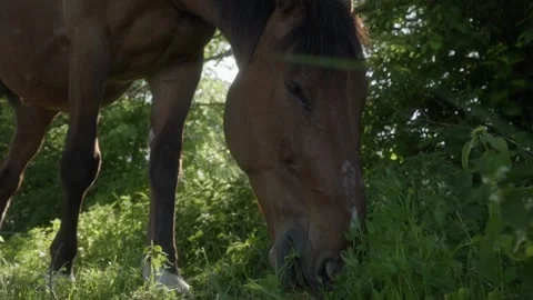 A horse eats grass with an appetite in a pasture illuminated by sunlight. Stock Footage 278546881