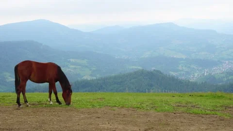 Horse eats grass on the background of the Carpathian mountains Video stock 143867755