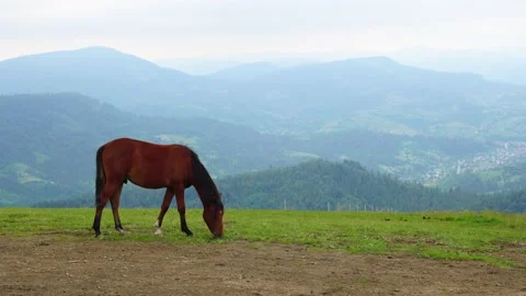 Horse eats grass on the background of the Carpathian mountains Stock Footage 143868675