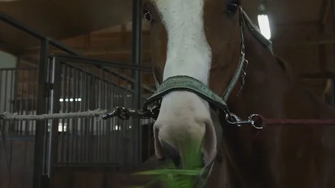 Horse eats grass in barn Stock Footage 115522922