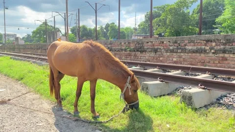 The horse eats grass,  A brown horse grazes on a green meadow. Stock Footage 285709105