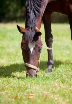 Horse eats grass close-up Photos