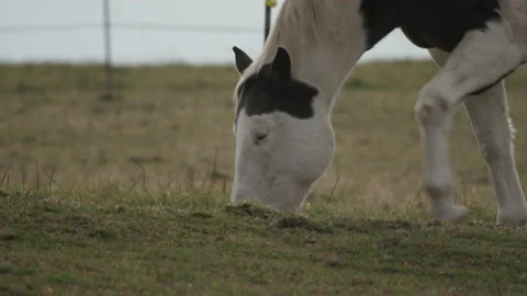 Horse eats grass during a hazy afternoon on a farm. 스톡 동영상 144021264