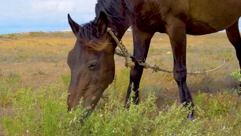 The horse eats grass on the field of brown stallion, summer afternoon, parodied Stock Footage 136259748