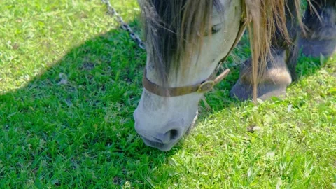 A horse eats grass in a field close-up. Horse close-up. A beautiful horse Video stock 261221868