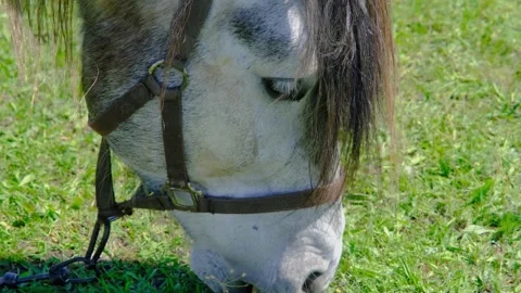 A horse eats grass in a field close-up. Horse close-up. A beautiful horse Stock Footage 261221876