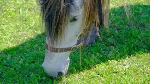 A horse eats grass in a field close-up. Horse close-up. A beautiful horse Stock Footage 262531097