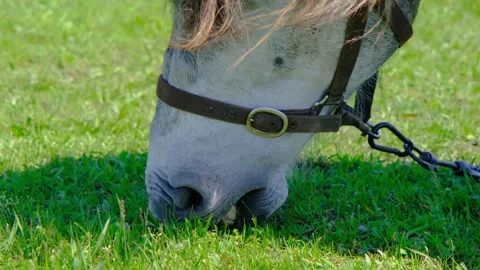 A horse eats grass in a field close-up. Horse close-up. A beautiful horse Stock Footage 264061707