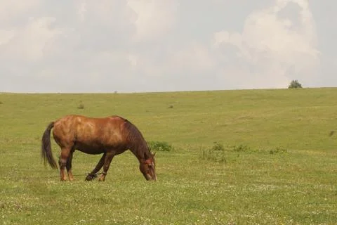 Horse eats grass in the field Stock Photos