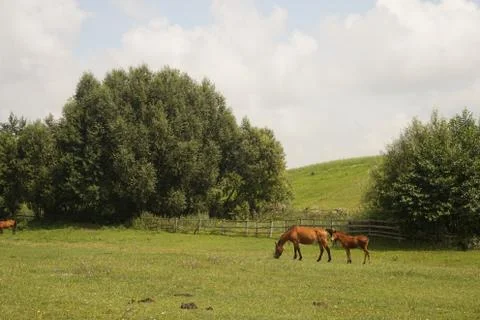 Horse eats grass in the field Stock Photos