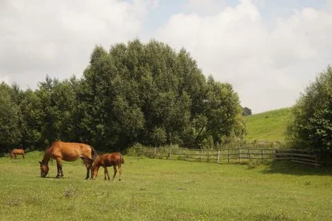 Horse eats grass in the field Stock Photos