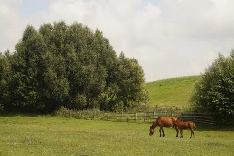 Horse eats grass in the field Stock Photos