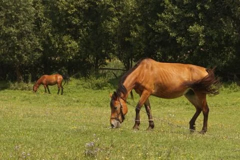 Horse eats grass in the field Stock Photos