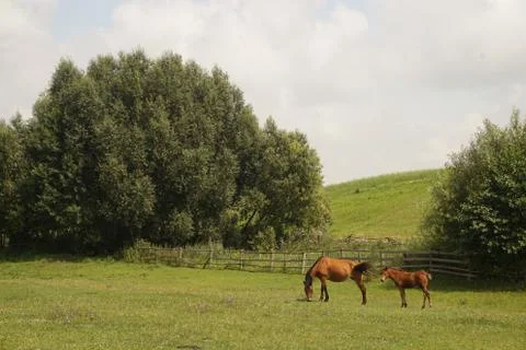Horse eats grass in the field Stock Photos