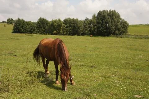 Horse eats grass in the field Stock Photos