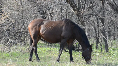 A horse eats a grass Stock Footage 36763303