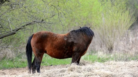 Horse eats grass. Stock Footage 74571372