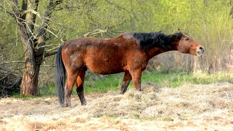 Horse eats grass. Stock Footage 74571377