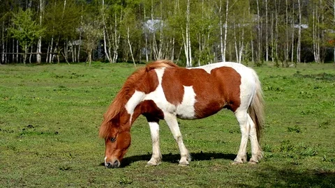 Horse eats grass. Stock Footage 75153913