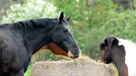 Horse eats grass. Stock Footage 75413858