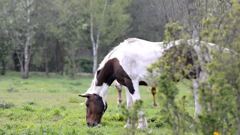 Horse eats grass. Stock Footage 75413877