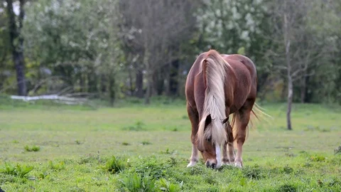 Horse eats grass. Stock Footage 75413895