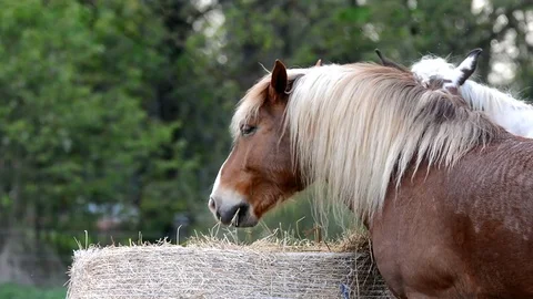 Horse eats grass. Stock Footage 75413928