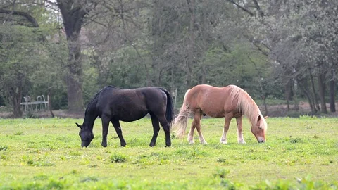 Horse eats grass. Stock Footage 75413939
