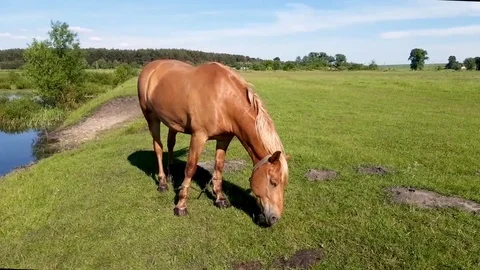 Horse eats grass Stock Footage 109793051